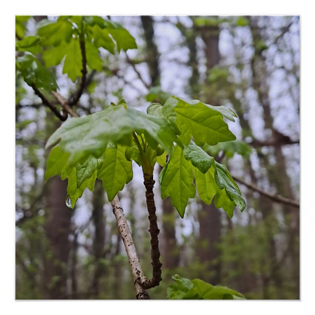 Póster Folhas da Floresta Após Chuva – Natureza Selvagem  (Frente)