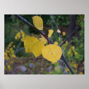Poster Folhas de Aspen