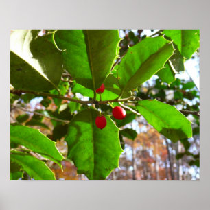 Póster Folhas de Azevinho II Natureza Botânica de Feriado