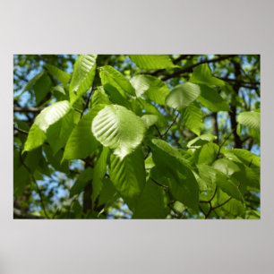 Póster Folhas de Bétula Verde na Primavera
