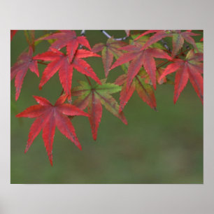 Póster Folhas de bordo, Katsura, Kyoto, Japão