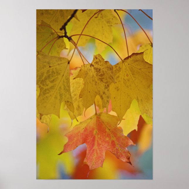 Poster Folhas de bordo vermelhas e amarelas, no sul (Frente)