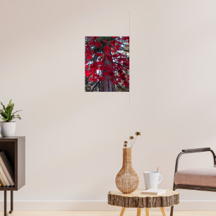 Poster Folhas de Bordo Vermelhas e Sequóia Gigante