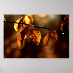 Póster Folhas de Brown leves pelo sol da manhã