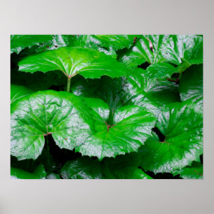 Poster Folhas de Burdock - Foto Abstrato da Natureza