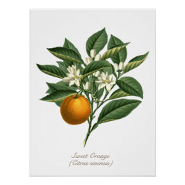 Póster Folhas de Flor de Fruta Laranja Vintage