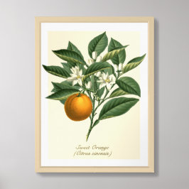 Poster Folhas de Flor de Fruta Laranja Vintage