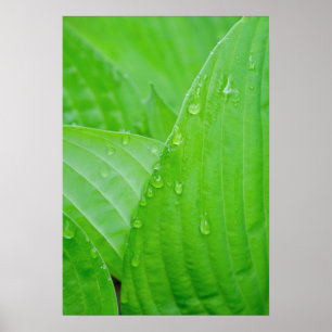 Poster Folhas de Hosta Verde e Gotas de Água