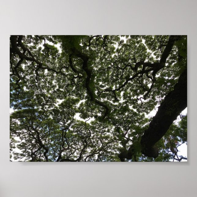 Poster Folhas de macaco (Frente)