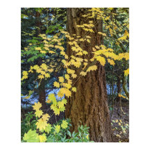 Folhas de Mapeamento Amarelo e Foto do Douglas Fir