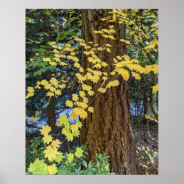 Poster Folhas de Mapeamento Amarelo e Foto do Douglas Fir