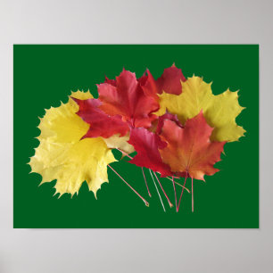 Poster Folhas de Maple