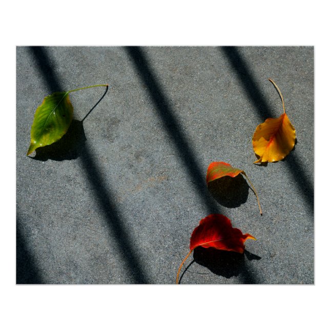 Póster Folhas de Maple (Frente)