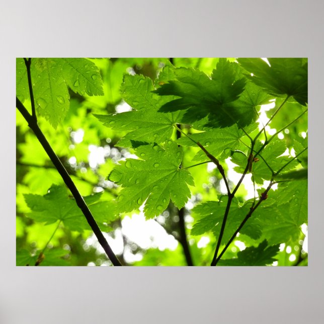 Poster Folhas de Maple com Gotas de Rainha (Frente)