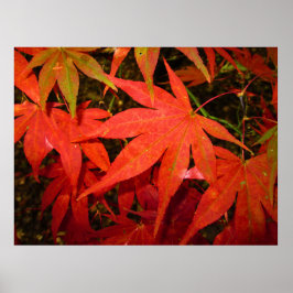 Poster Folhas de Maple Crimson - Personalizadas