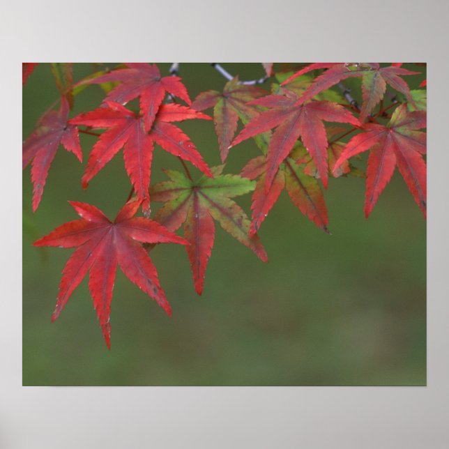 Póster Folhas de Maple, Katsura, Kyoto, Japão (Frente)