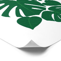 Folhas de Monstera, flores brancas