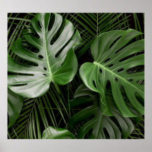 Poster Folhas de Monstera, layout tropical de luxo.