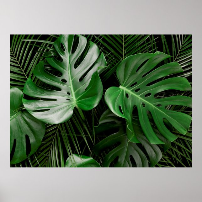 Poster Folhas de monstera verde e palmeiras (Frente)