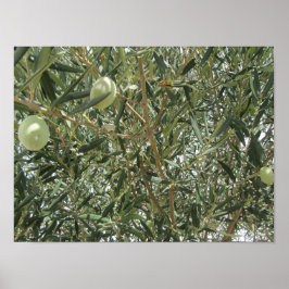 Poster Folhas de oliveira