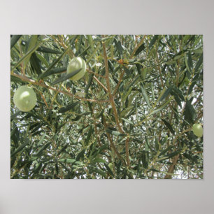 Poster Folhas de oliveira