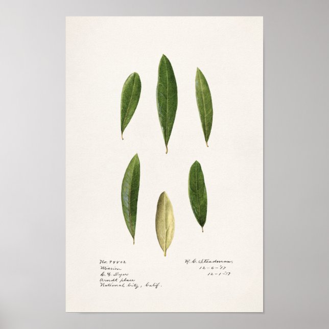 Poster Folhas de oliveira (Olea Europaea) (Frente)