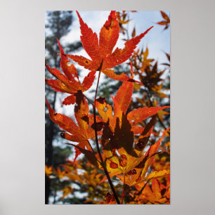 Poster Folhas de Outono