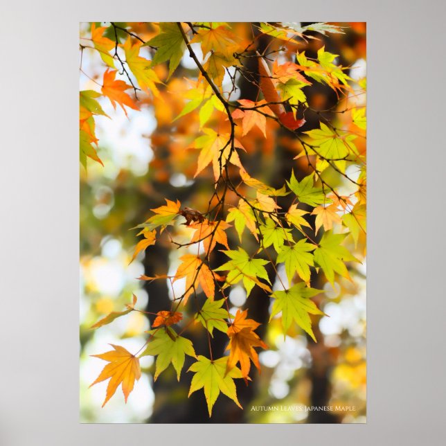 Poster Folhas de Outono (Frente)