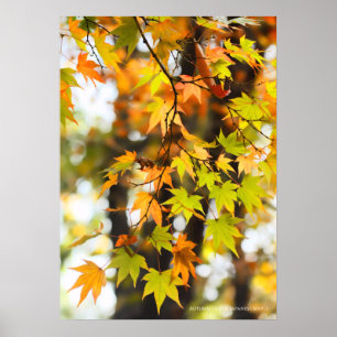 Poster Folhas de Outono