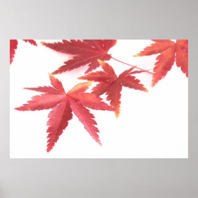 Poster Folhas de outono (Frente)