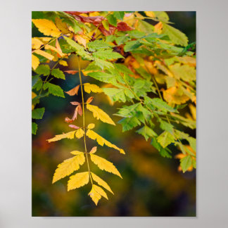 Poster Folhas de Outono Amarelas Douradas e Verdes em um