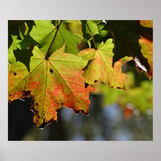 Poster Folhas de outono coloridas (Frente)