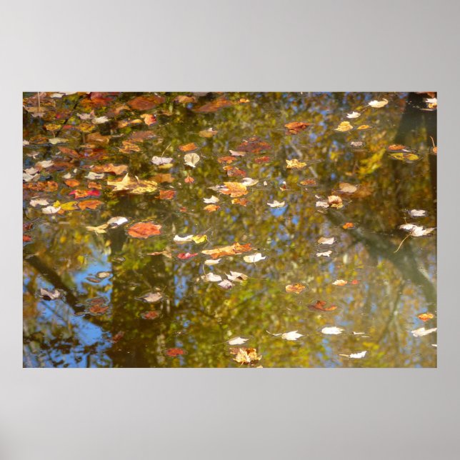 Poster Folhas de Outono e Reflexo do Córrego no Greenbelt (Frente)