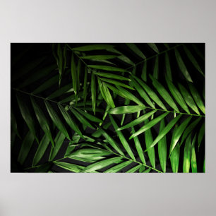 Poster Folhas de palmeira