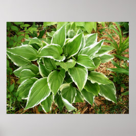 Poster Folhas de Planta de Hosta Lírio de Plantain