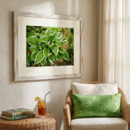 Poster Folhas de Planta de Hosta Lírio Plantain