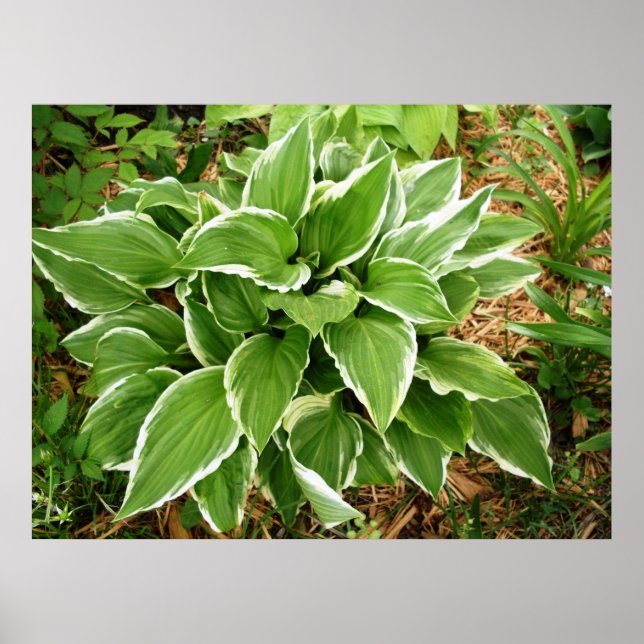 Poster Folhas de Planta de Hosta Lírio Plantain (Frente)