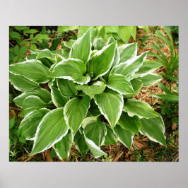 Poster Folhas de Planta de Hosta Lírio Plantain