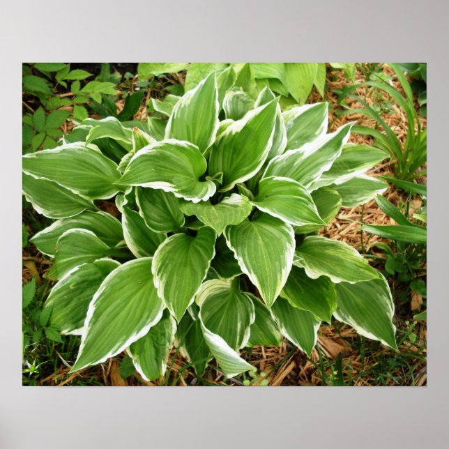 Poster Folhas de Planta de Hosta Lírio Plantain (Frente)