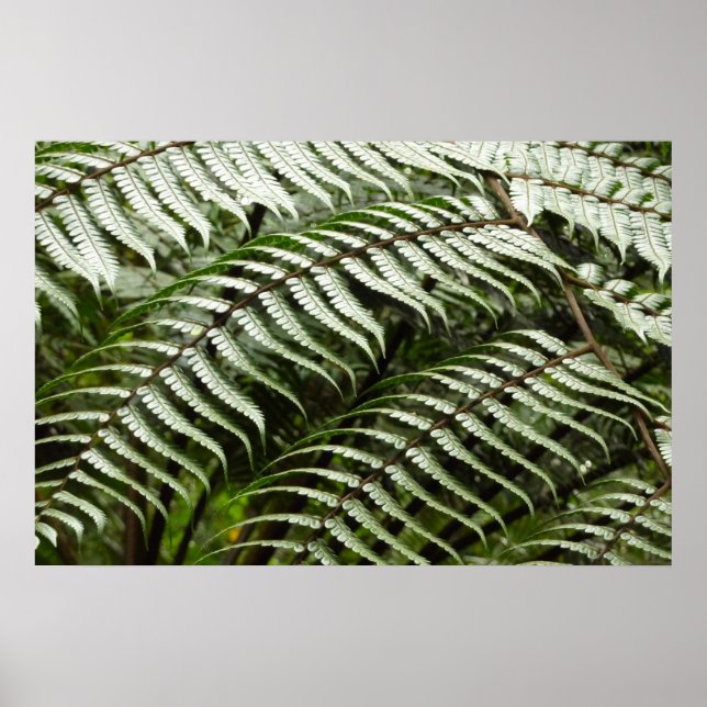 Póster Folhas de Samambaia II Verde Escuro Natureza (Frente)