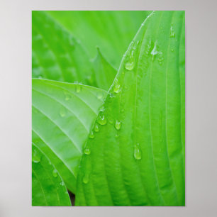 Poster Folhas do Hosta e gotas de água verdes