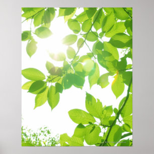 Póster Folhas do verde na luz solar, fim-acima
