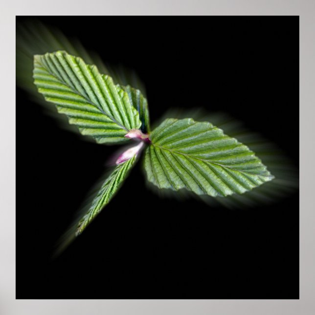 Póster Folhas em forma de Dragonfly (Frente)