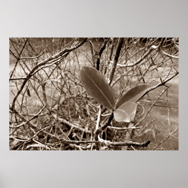 Poster folhas em vida2 (Frente)