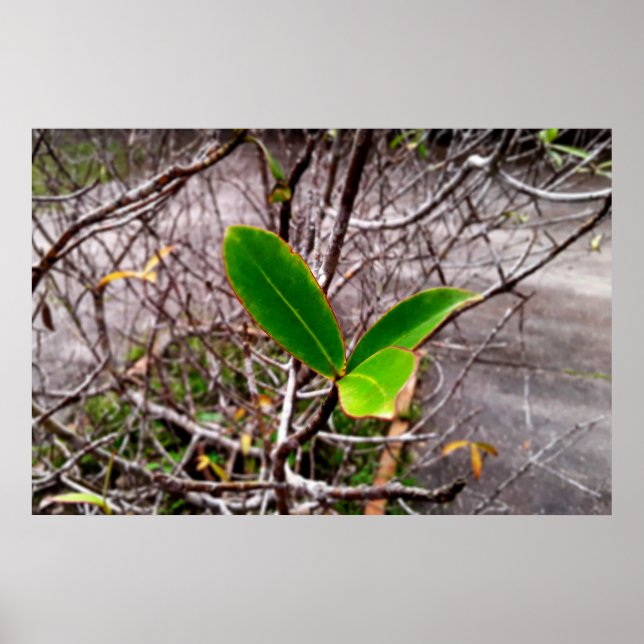 Poster folhas em vida4 (Frente)