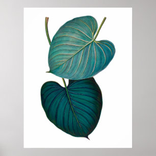 Póster Folhas exóticas tropicais do philodendron
