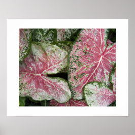 Poster Folhas Florais de Caládio Rosa