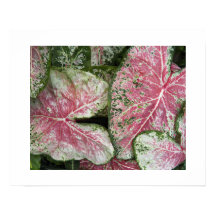 Folhas Florais de Caládio Rosa
