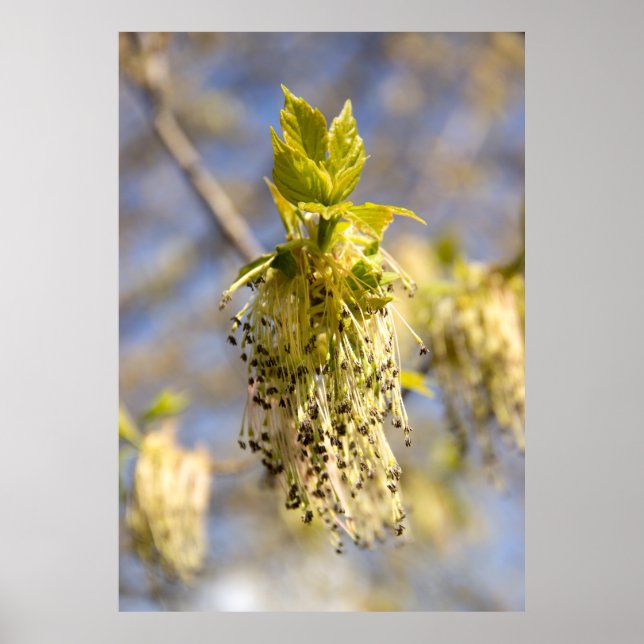 Poster Folhas fofas em foto da primavera (Frente)
