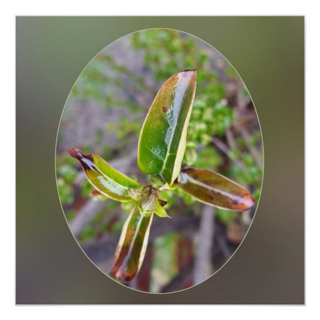 Póster folhas novas em primavera (Frente)